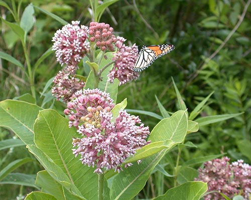 Common milkweed